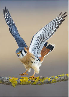 Bird Watching at Baileys Palomar Resort