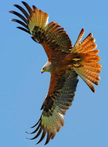 Bird Watching at Bailey's Palomar Resort