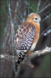 Bird Watching at Bailey's Palomar Resort