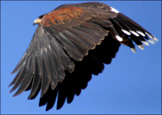Bird watching at Palomar Mountain