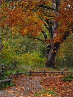 Forests at Bailey's Palomar Mountain