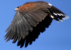 Birding on Palomar Mountain