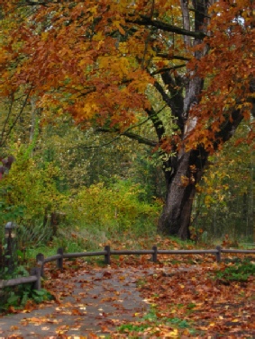 Fall in Palomar Mountain