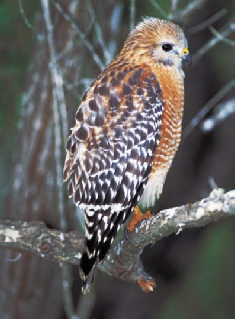 Nature, birding and hiking on Palomar Mountain
